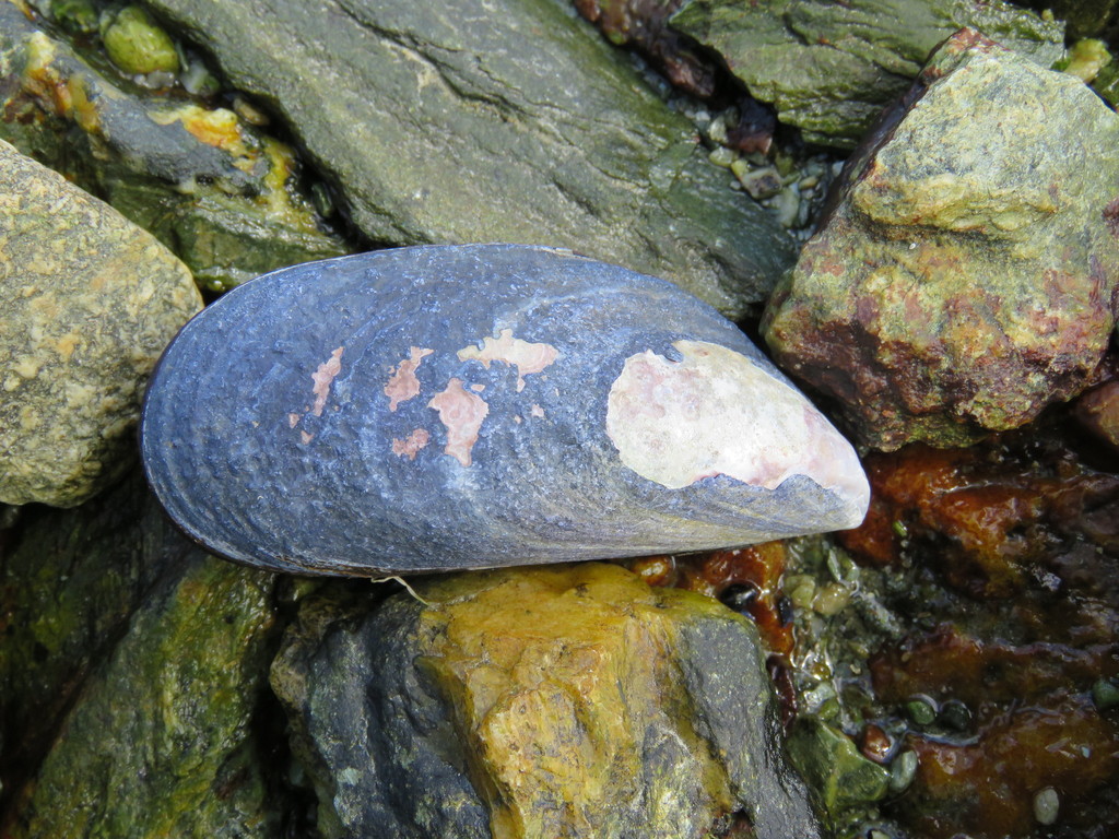 Chilean mussel