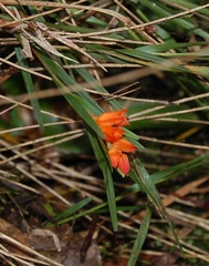 Isochilus aurantiacus