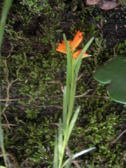 Isochilus aurantiacus