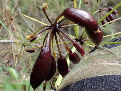 Peucedanum sandwicense observed 2015-06-08