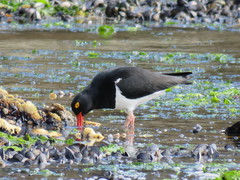 Haematopus leucopodus