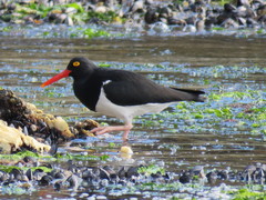 Haematopus leucopodus