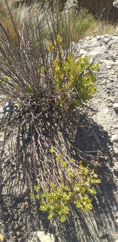 Baccharis papillosa, photograph 4