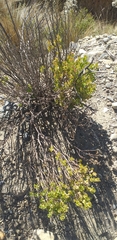 Baccharis papillosa, photograph author not stated, no rights reserved