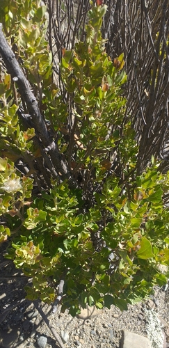 Baccharis papillosa, photograph 5