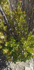Baccharis papillosa, photograph author not stated, no rights reserved
