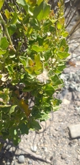 Baccharis papillosa, photograph author not stated, no rights reserved