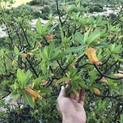 Bursera cerasiifolia