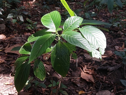 Mussaenda macrophylla, photograph 3