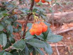 Berberis ilicifolia