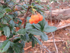 Berberis ilicifolia