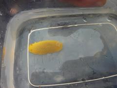 Doriopsilla albopunctata