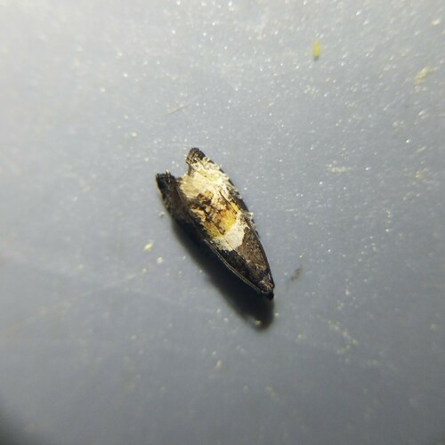 Impudent Hulda Moth photo 5