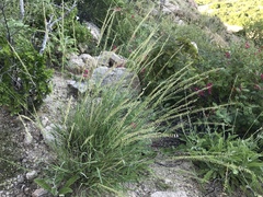 Bouteloua reflexa