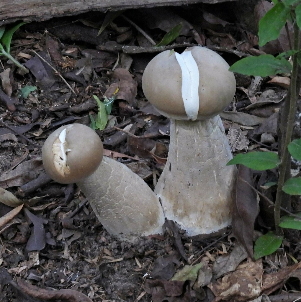 Macrocybe titans · April 2023 · photo: © hhulsberg (iNaturalist, cc-by)