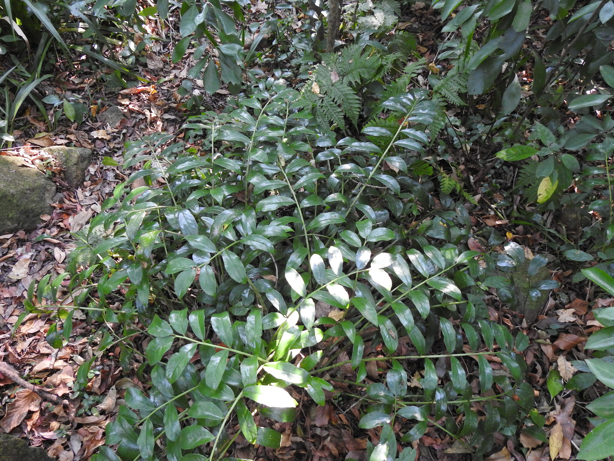 Imagem de Zamioculcas