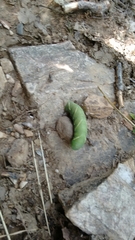 Marumba quercus