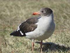 Dolphin Gull photo 2