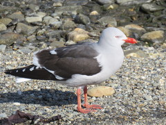 Dolphin Gull photo 4
