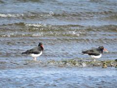 Haematopus leucopodus