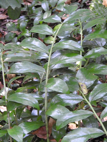 Image of Zamioculcas zamiifolia by (c) katuchka, some rights reserved (CC BY)