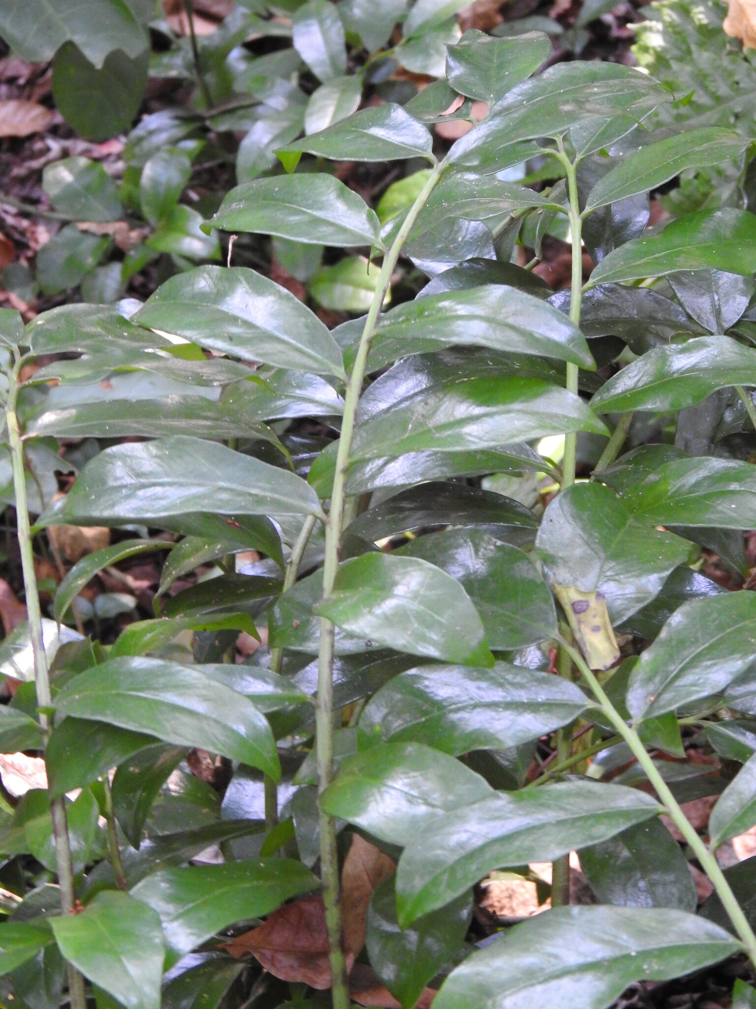 Imagem de Zamioculcas