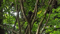 Callithrix penicillata