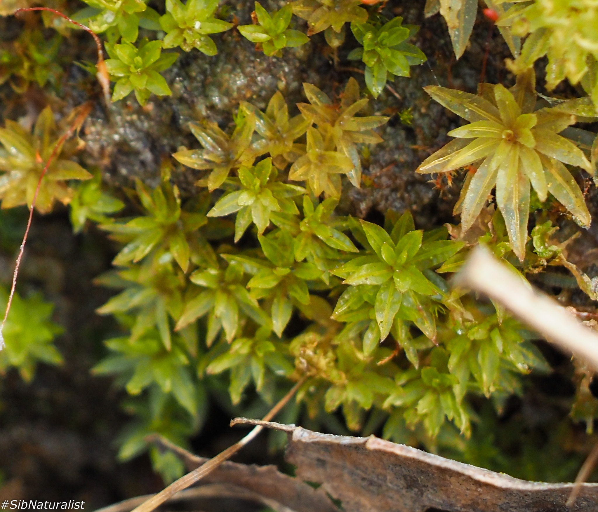 Atrichum tenellum