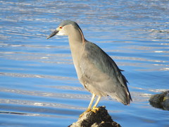 Nycticorax nycticorax
