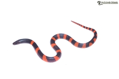 Loranca's Earth Snake photo 2