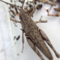 Sigaus campestris