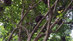 Callithrix penicillata