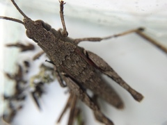 Sigaus campestris