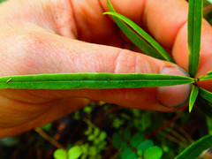 Nestegis cunninghamii