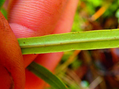 Nestegis cunninghamii