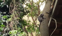 Callithrix penicillata