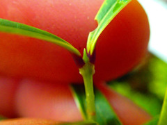 Nestegis cunninghamii