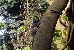 Callithrix penicillata