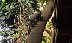 Callithrix penicillata