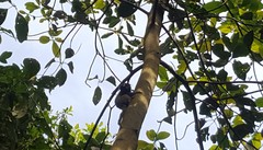 Callithrix penicillata