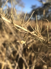 Aceria paracalifornica