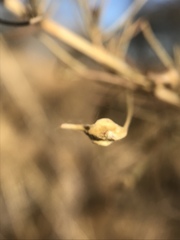 Aceria paracalifornica