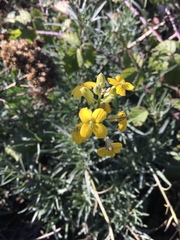 Erysimum suffrutescens