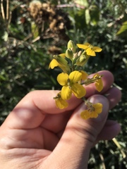 Erysimum suffrutescens