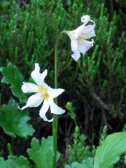 Erythronium montanum