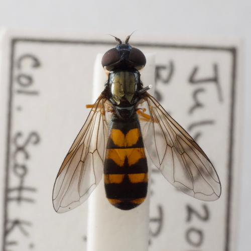 Genus Pyrophaena · iNaturalist