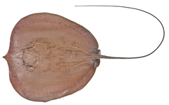 Freshwater Whipray photo 2