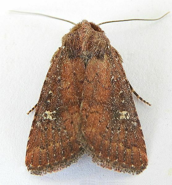 Pseudorthodes keela