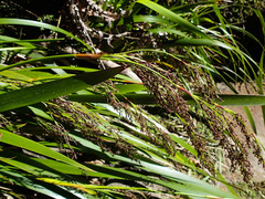 Machaerina sinclairii