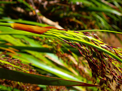 Machaerina sinclairii